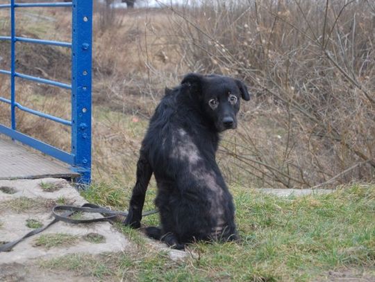 Młodzi po pijaku znęcali się nad psem