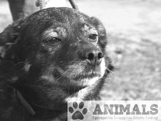 Może przygarniesz jednego z nich?