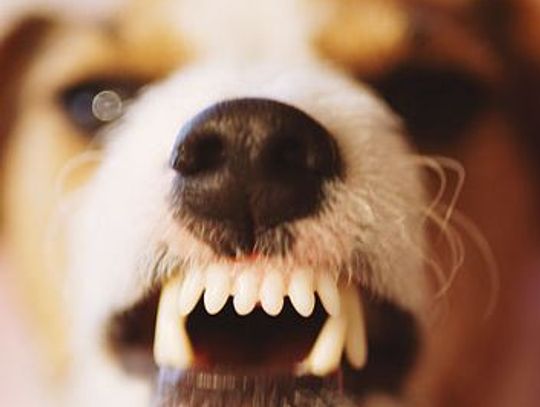 Na Górkach skarżą się na grasujące psy