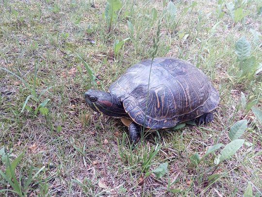 Na &quot;jedynce&quot; pod Gniewem znaleziono... żółwia czerwonolicego