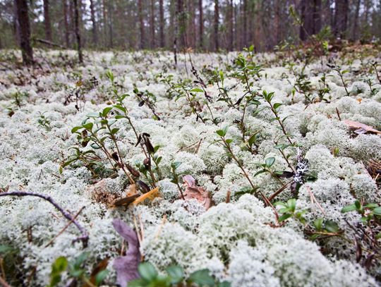 Na "nieludzkiej ziemi” gdański krzyż