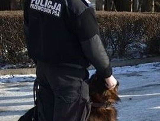 Na widok mundurowych szybko zmienił kierunek marszu