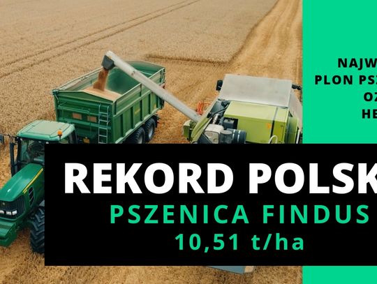 Na Żuławach zebrano największy plon pszenicy ozimej z hektara. To oficjalny Rekord Polski!    