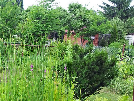 Najpiękniejsza posesja, najpiękniejszy balkon Pruszcza Gdańskiego