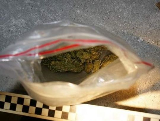 Nakryci w piwnicy z haszyszem. Grożą im 3 lata więzienia