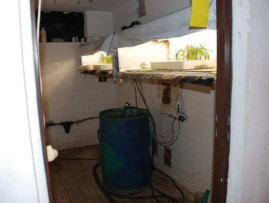 Namierzona plantacja marihuany - dom pełen konopi