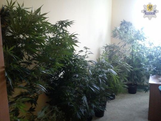 Namierzony na działce w szklarni