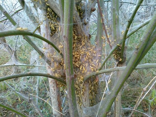 Namierzony namiotnik trzmieliniaczek. Po naszej interwencji urzędnicy ruszyli na robactwo