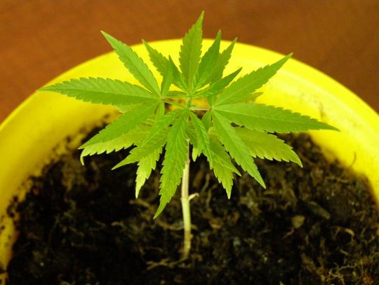 Narkotyki w paczce po papierosach