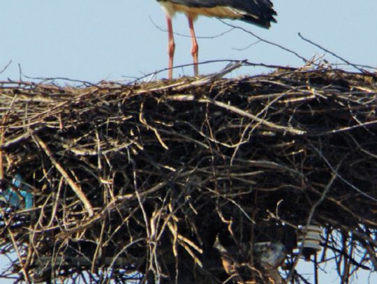 „Nasz bocian” w oczach młodych artystów 