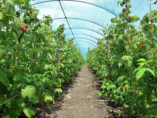 Nawozy z algami morskimi - jakie zalety mają algi?