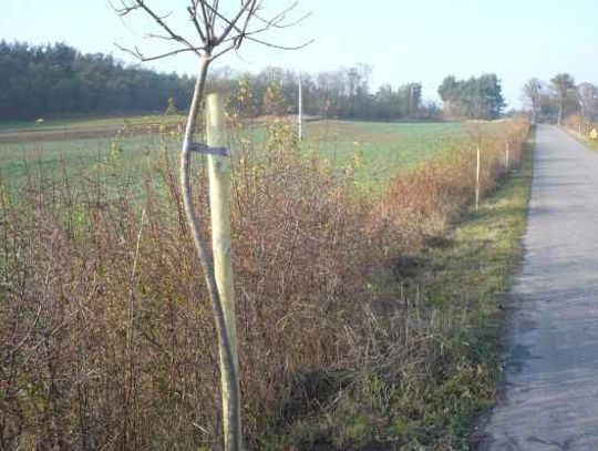 Niebezpieczne drzewa. Wycięli stare, pojawiły się nowe