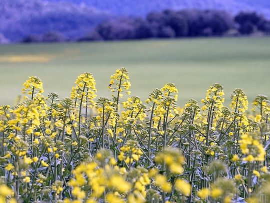 Niecodzienne znalezisko na polu! Przyleciał balon z Niemiec