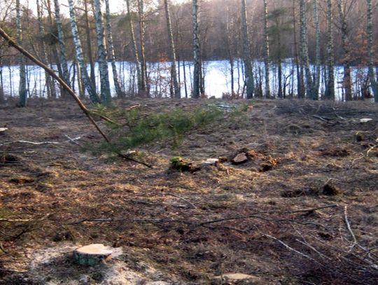 Nielegalna wycinka 60 drzew