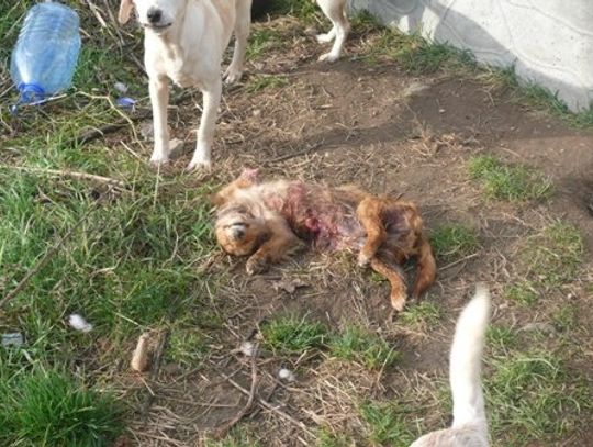 Nielegalne przytulisko - Leśna Jania