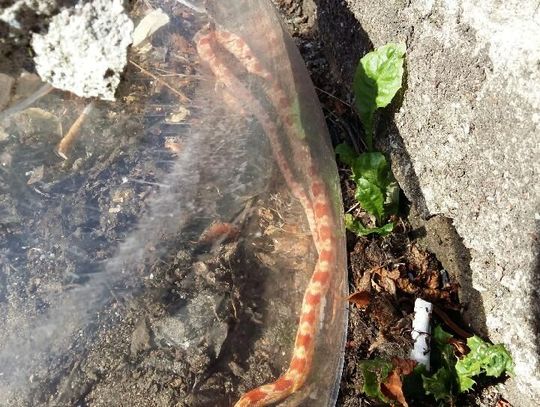 Nieoczekiwany gość z Ameryki 