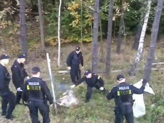 Nietypowa akcja przy obwodnicy. Daniel zakleszczył się w ogrodzeniu.