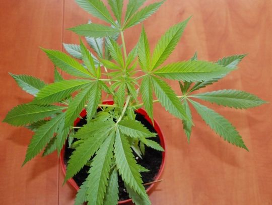 "Niewinny" krzaczek. Hodowca konopii indyjskich