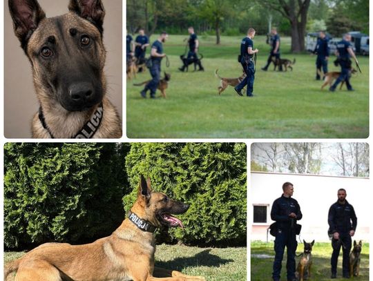 Nowe wzmocnienie w starogardzkiej Policji. Poznajcie Dexę!