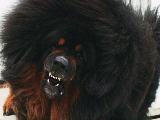 Obrońca oskarżonej z Rokitek: to prawda, to ludzki dramat. Ale moja klientka nie jest przestępcą