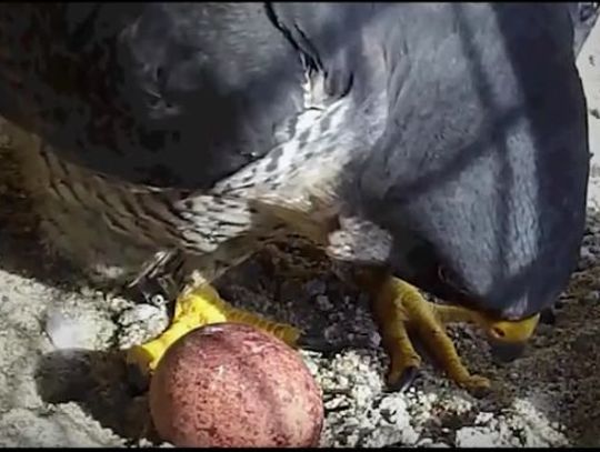 Obserwuj sokoły i wygraj dolary! 