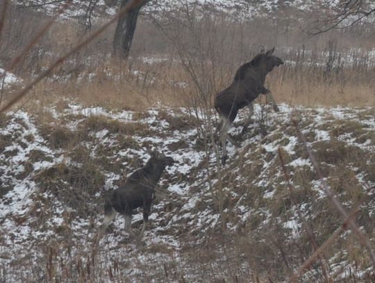 Od kilku dni łosie spacerują po terenie byłej jednostki wojskowej