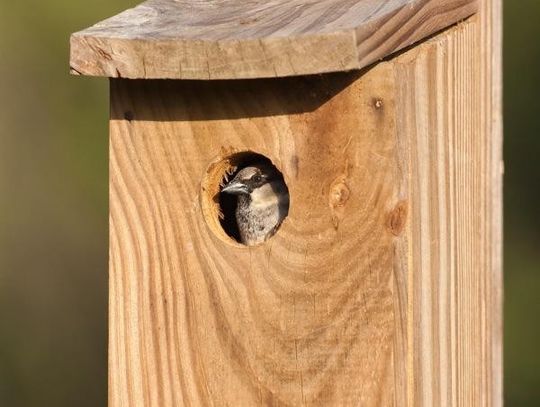 Odbierz darmową budkę lęgową