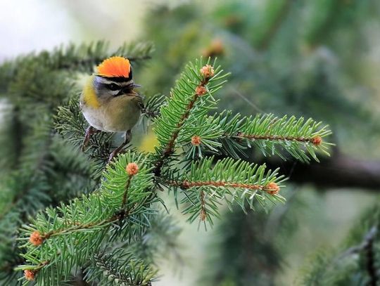 Odkryj „Sekrety lasu” nad morzem 