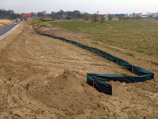 Odłowiono 3 tys. żab. Chronią płazy przed rozjeżdżaniem