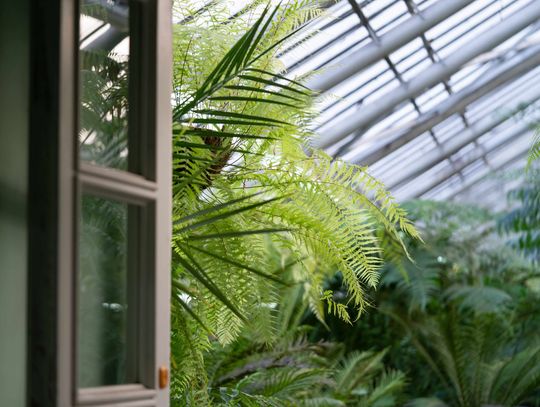 Ogród zimowy – co warto o nim wiedzieć?