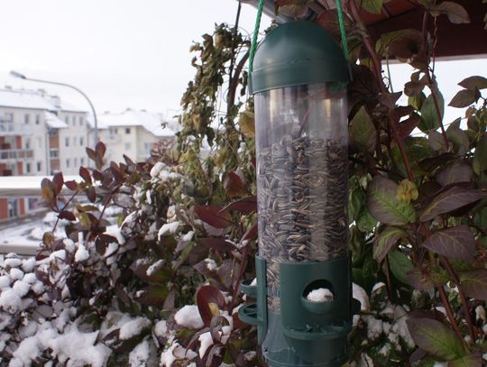 Ogromne zainteresowanie dokarmianiem ptaków!