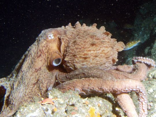 Olbrzymia Ośmiornica LUIZA już w Akwarium Gdyńskim!