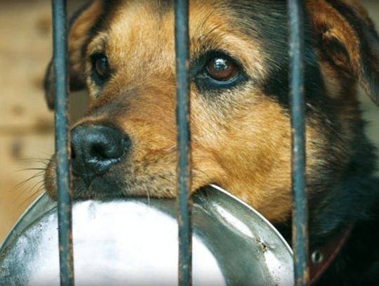 Ostatnia szansa by pomóc zwierzętom z tczewskiego schroniska!