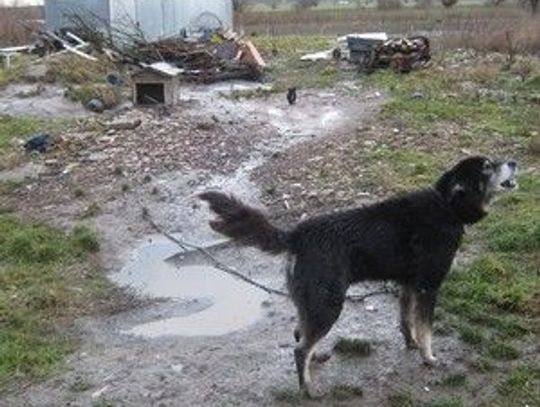 Pan umarł, a psy zostały