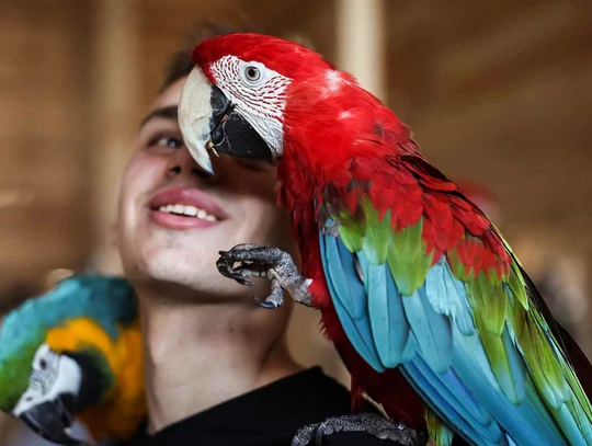 Papugarnia Gdańsk – bilety, adres, opinie i atrakcje