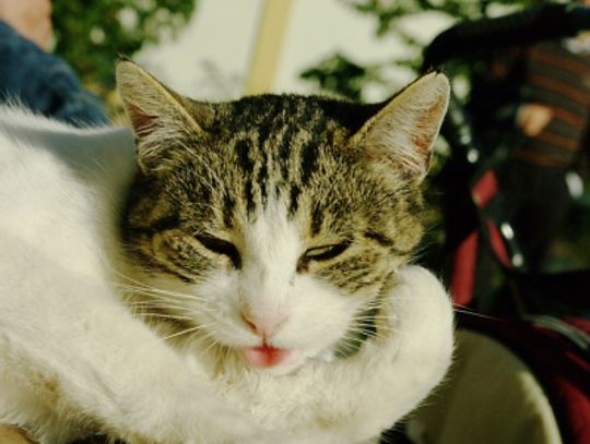 Pewna śmierć na mrozie. Jak ocalić dzikie koty przed zimą? Konflikt wokół dokarmiania bezpańskich zwierząt