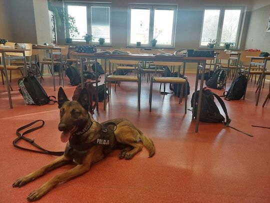 Pies pomógł w wykryciu narkotyków, areszt dla 28-latka za posiadanie narkotyków