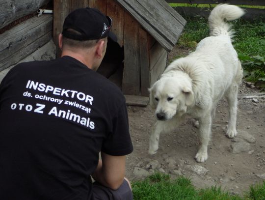 Pies przywiązany do człowieka, nie do budy