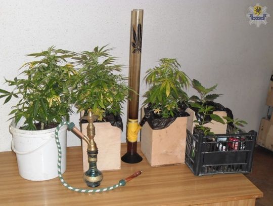 Pies wytropił w piwnicy "poletko"