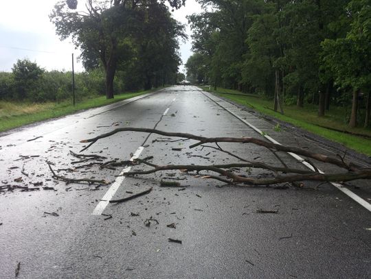 PILNE! Nawałnica w Tczewie. Berlinka zablokowana przez konary!