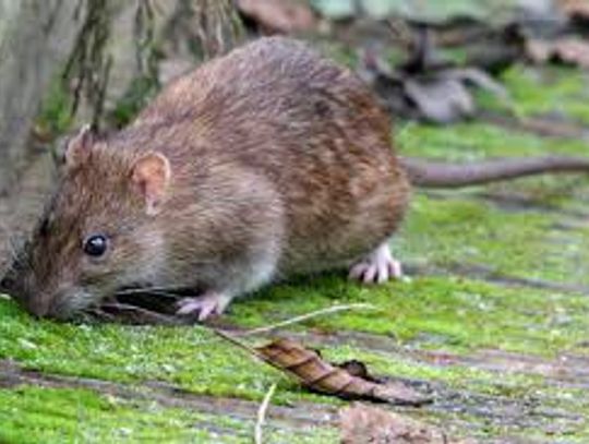 Plaga szczurów przy ul. Podmurnej. Pogryzły chłopca?