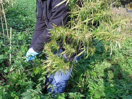 Plantacja marihuany pod lasem i pół kilo w mieszkaniu