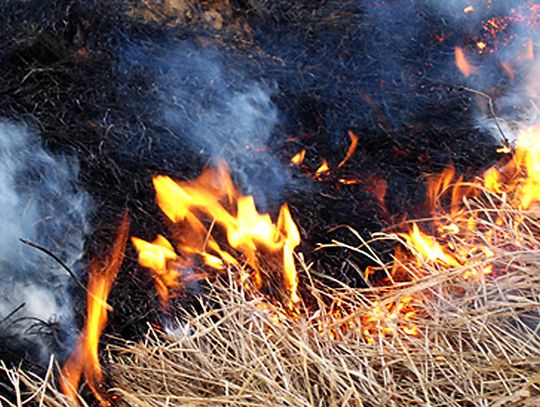 Płoną suche trawy