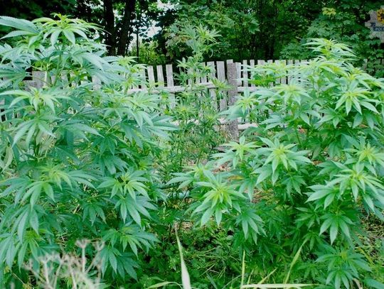 Podczas pożaru stodoły policjanci odkryli planatację marihuany