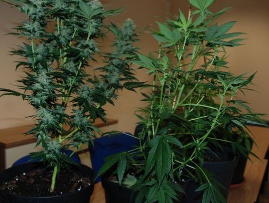 Podejrzane doniczki na parapecie