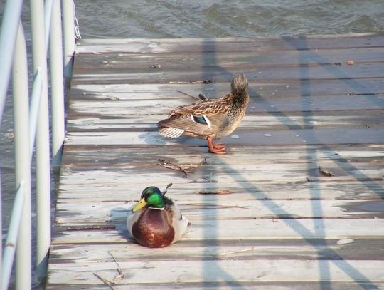 Podglądanie ptaków za pomocą lunety. Ścieżka przyrodnicza nad Wisłą za 349 tys. euro