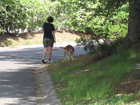 Podwójnie pokrzywdzeni. Sprzątanie po swoim psie to obowiązek każdego właściciela czworonoga