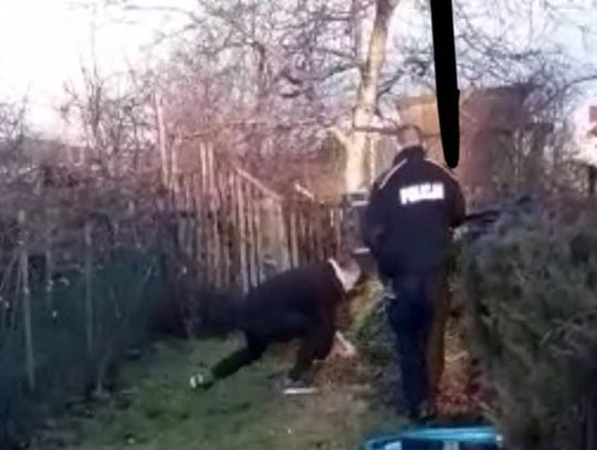 Pogoń za kangurem w Rumi