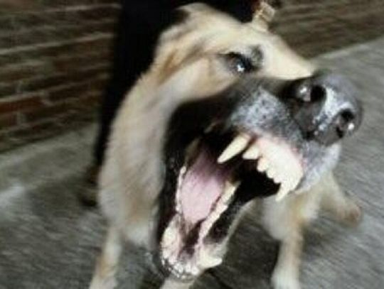 Pogryziony 2-latek trafił do szpitala