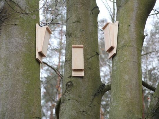 Pojawiły się budki lęgowe dla nietoperzy